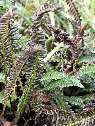 little hard fern (Blechnum penna)