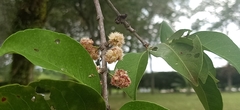 Syzygium polyanthum