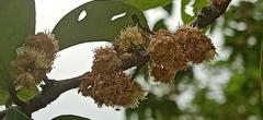 Syzygium polyanthum