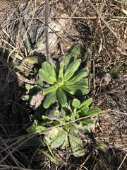 Lithospermum decipiens