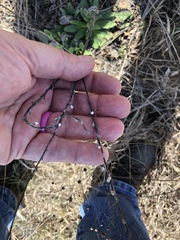 Lithospermum decipiens