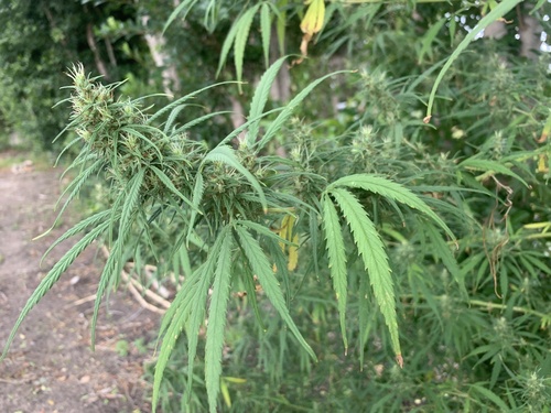 Cannabis (Cannabis sativa)