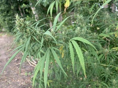 Chanvre (Cannabis sativa)