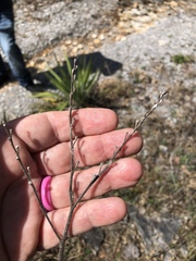 Lithospermum decipiens