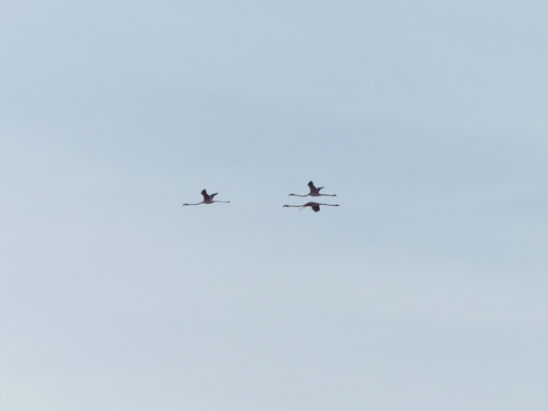 iNaturalist: (c) felixeckley, some rights reserved (CC BY-NC) iNaturalist image