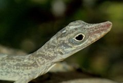 Anolis argenteolus
