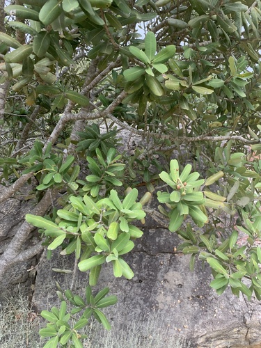 Rockwood (Heeria argentea)