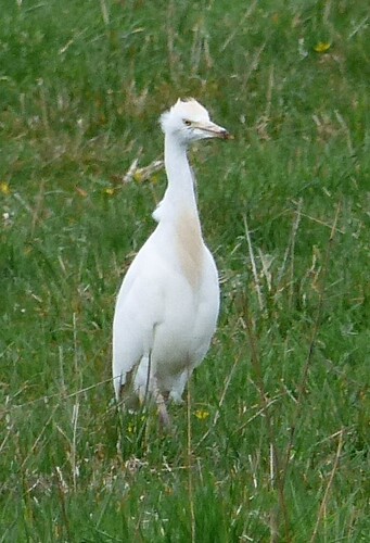 iNaturalist: (c) m-polzin, some rights reserved (CC BY-NC) iNaturalist image