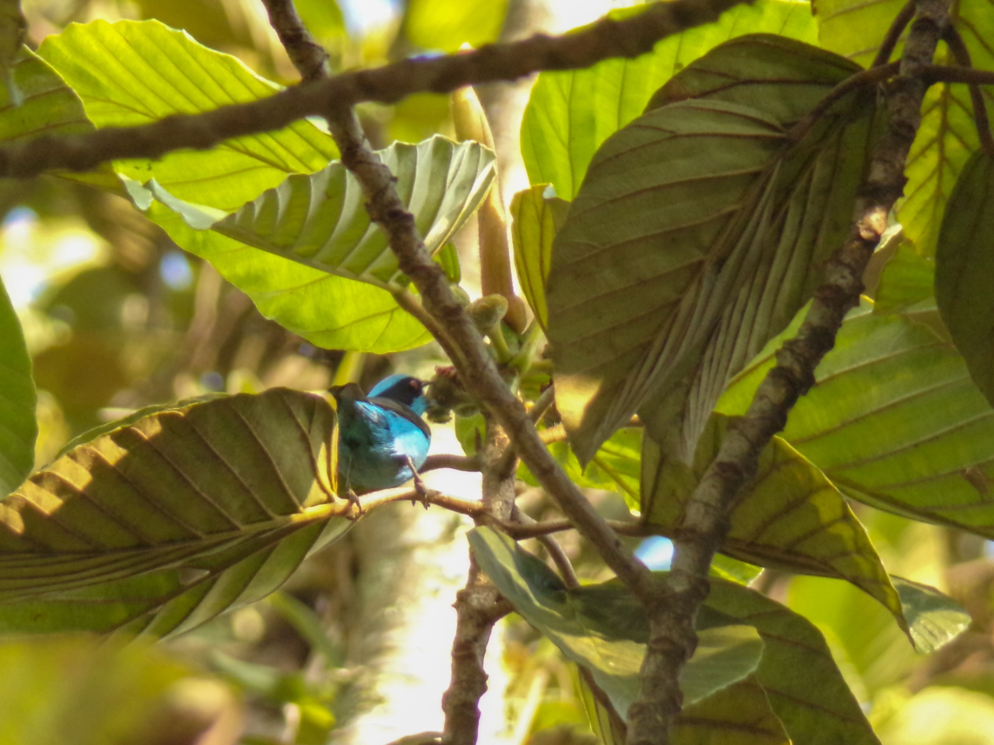 Turquoise Dacnis illustration