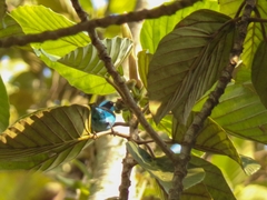 Dacnis hartlaubi