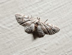 Sigilliclystis insigillata