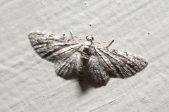 Sigilliclystis insigillata