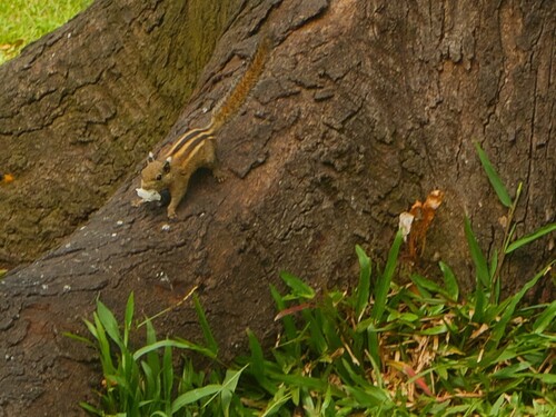 Cambodian Striped Squirrel