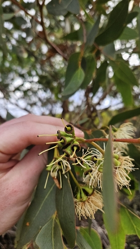 Eucalyptus occidentalis, photograph 2