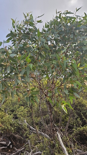 Eucalyptus occidentalis, photograph 3