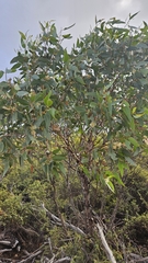 Eucalyptus occidentalis, photograph author not stated, no rights reserved