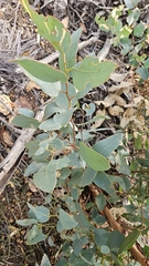 Eucalyptus occidentalis, photograph author not stated, no rights reserved