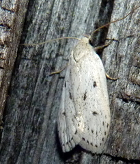 Inga cretacea