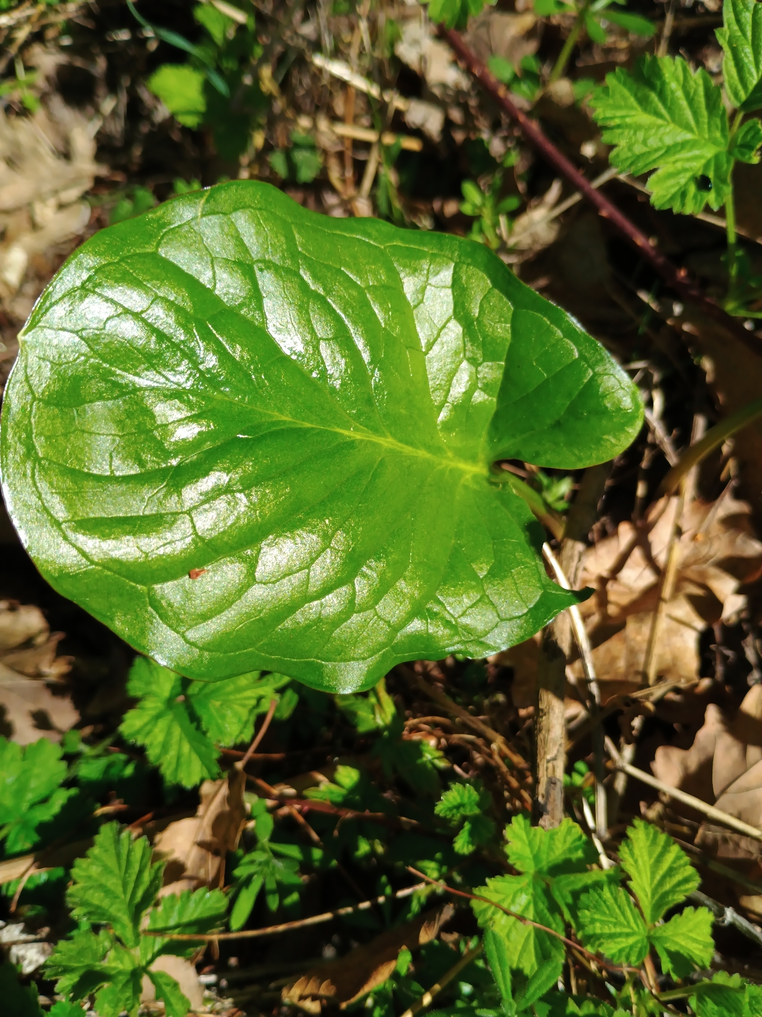 Arum Cylindraceum (Arum cylindraceum)