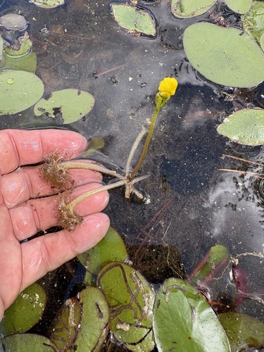 swollen bladderwort (Utricularia inflata)