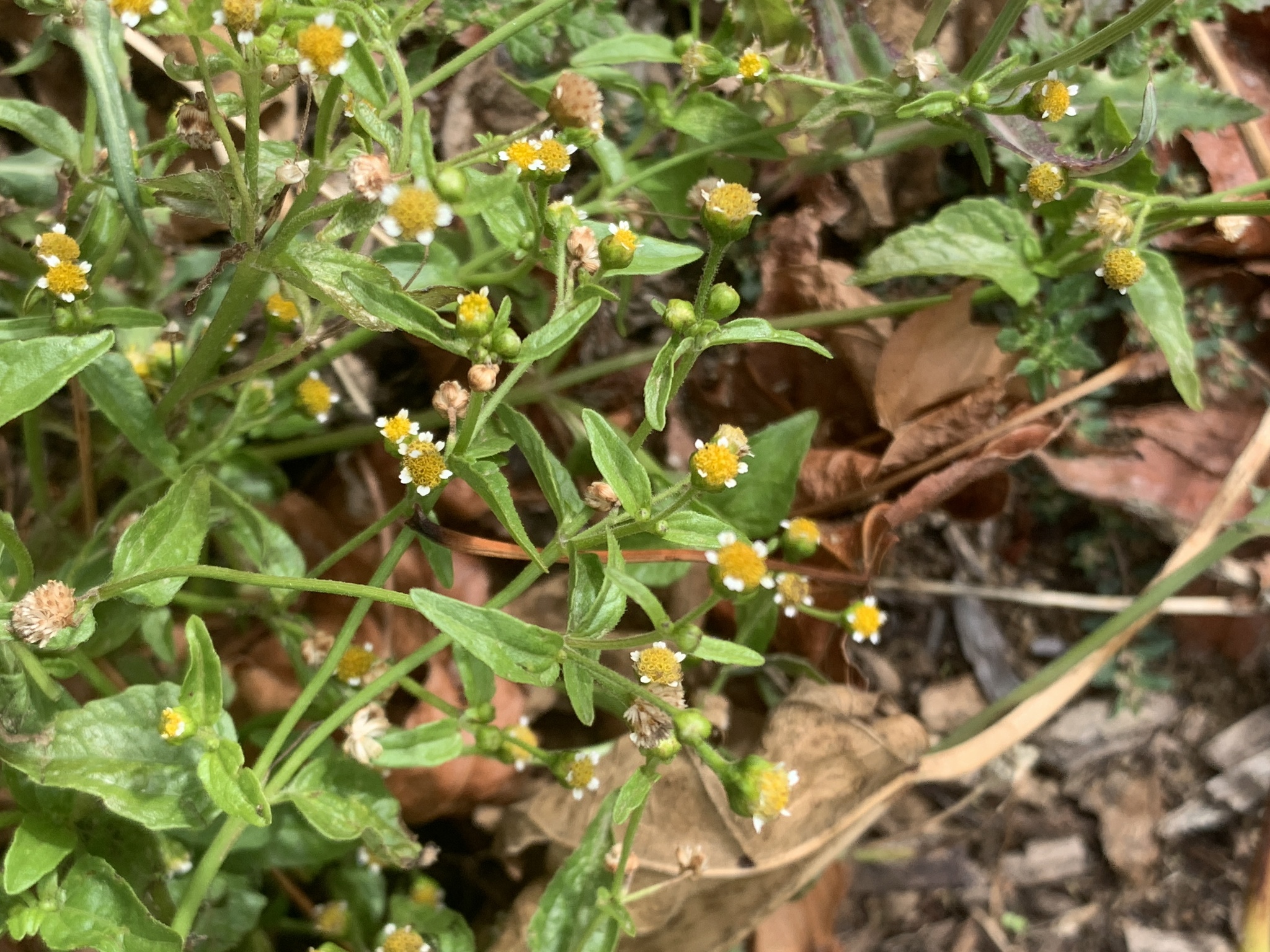 Gallant Soldier (Galinsoga parviflora)