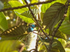Dacnis hartlaubi
