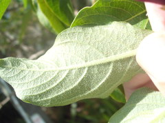 Iochroma cyaneum