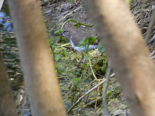 iNaturalist: (c) nicovz, some rights reserved (CC BY-NC) iNaturalist image