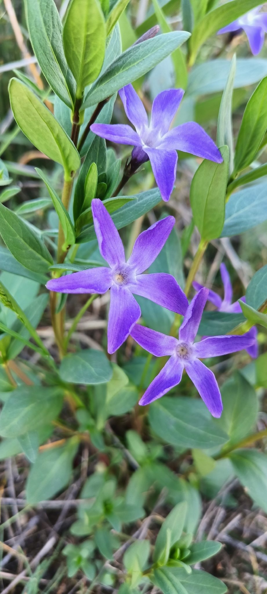 Herbaceous Periwinkle (Vinca herbacea)