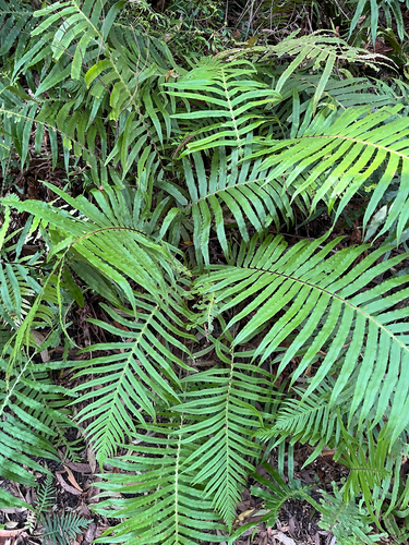 hammock fern (Oceaniopteris cartilaginea)