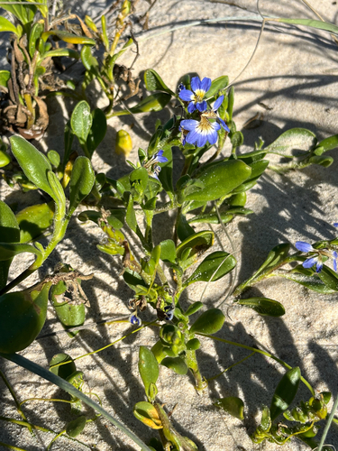 dune fan-flower (Scaevola calendulacea)