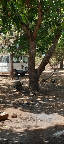 Pied Crow