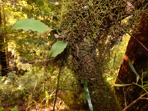 raspy root orchid (Rhinerrhiza divitiflora)