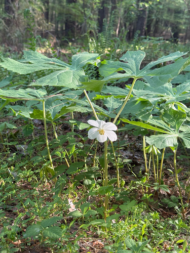 mayapple