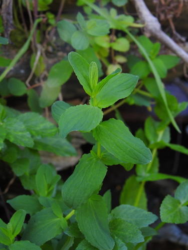 Wavy St. John's-wort (Hypericum undulatum)