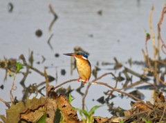 Corythornis vintsioides