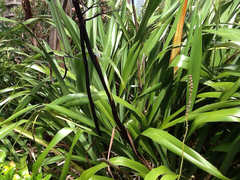 Phormium cookianum