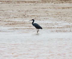 Egretta garzetta dimorpha