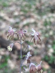 Thalictrum arkansanum