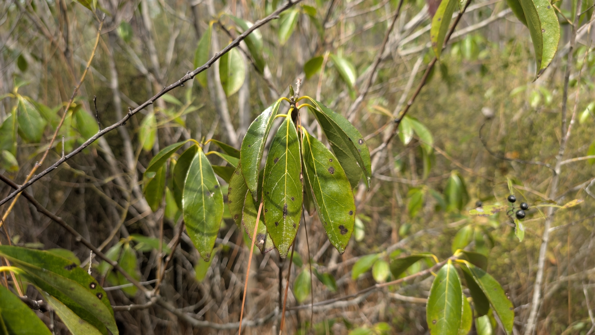 Sweetleaf (Symplocos tinctoria)