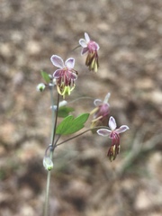Thalictrum arkansanum