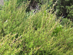 Phormium cookianum