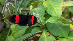 Heliconius erato hydara