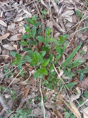 Ditaxis humilis