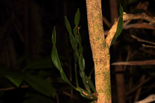 Korthalsella disticha observed 2026-04-05