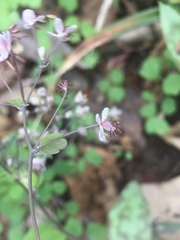 Thalictrum arkansanum