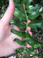 Asplenium oblongifolium