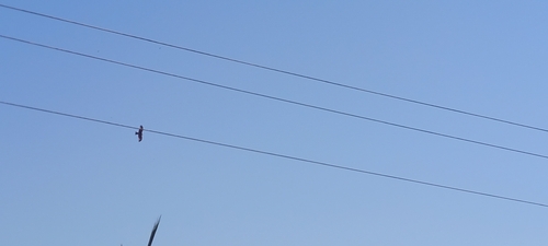 Black Kite