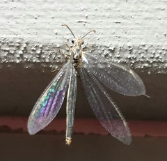 Distoleon bistrigatus