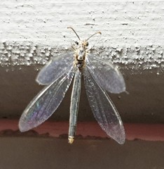 Distoleon bistrigatus